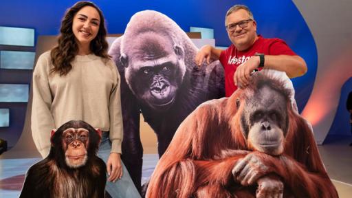 affenstark | Rechte: Ralf Wilschewski Michelle Schreiber und Elton stehen zwischen mehreren lebensgroßen Aufstellern aus Pappe, die einen Schimpansen, Orang-Utans und einen Gorilla darstellen.