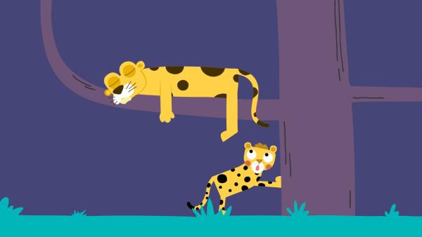 Mit seinem Schwanz um den Ast gewickelt, hält sich der Leopard fest.