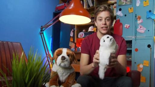 Seehund · Regenbogen · Vulkan-Lava | Rechte: BR | megaherz film- und fernsehen gmbh Seehund | Regenbogen | Vulkan-Lava (17) | Warum heißen Seehunde eigentlich Seehunde? | Bild: BR | megaherz film- und fernsehen gmbh