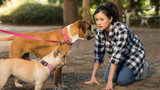 Staffel1, Folge1: Ein magisches Missgeschick | Rechte: © 2018 JONATHAN M. SHIFF PRODUCTIONS PTY. LTD., SCREEN QUEENSLAND PTY. LTD. Kyra (rechts) redet mit Hunden. Sie kniet auf dem Boden und schaut zwei Hunde, die vor ihr stehen, ernst an.