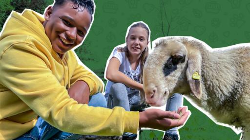 Hilfe für Schaf, Pferde, Hühner & Co. - Hörfassung | Rechte: SWR Gassi-gehen-mit-Schafen- das Tierschutzteam