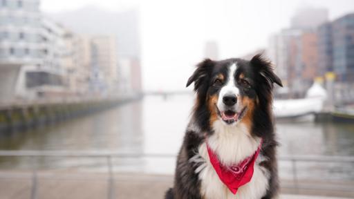 Hund Pepper hat schon einige Generationen von Pfefferkörnern begleitet.