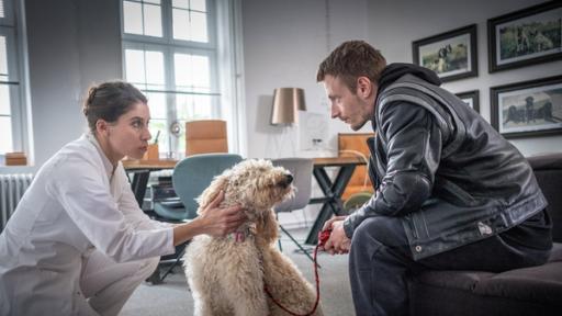 Der doppelte Willie | Rechte: NDR/Studio HH - Boris Laewen Die Tierärztin begutachtet den Hund.
