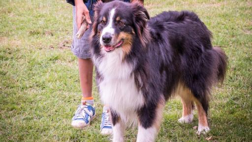 Pepper in Gefahr | Rechte: NDR - Boris Laewen Femis Hund Pepper