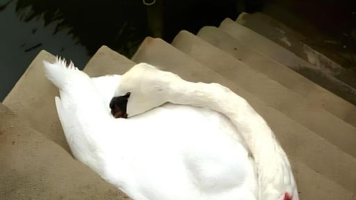 Schwanenmord | Rechte: NDR Ein schwer verletzter Schwan in der Speicherstadt