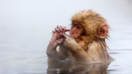 Affen-Bad | Rechte: WDR/mauritius images / nature picture library Schneeaffen in Japan · Bunte Schirme in der Stadt · Elefant und Hase verstecken sich · Bobo Siebenschläfer im Zoo · Elefant und Hase bauen ein Papierschiff · Wie man ins Wasser springen kann