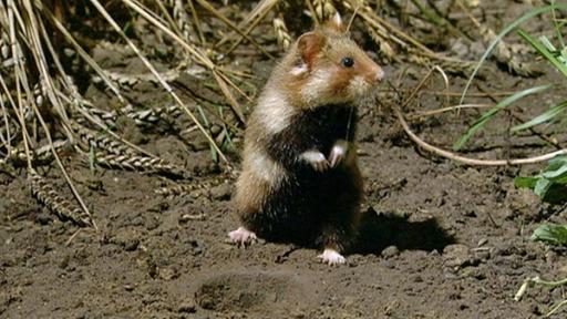 Was essen Hamsterbabys? | Rechte: WDR Zählen auf Deutsch und Englisch · Viele kleine Hamsterbabies · Lied „Ein mal um den Block“ · Elefant, Hase und und die Glocken · Anke hat ein Problem mit der 3 · Der Elefant erschrickt sich