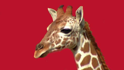 Wie schlafen Giraffen? | Rechte: WDR Eine Giraffe im Zoo · Mit Kreide auf die Straße malen · Bobo Siebenschläfer auf dem Spielplatz · Bilderrätsel · Elefant, Hase und der geplatzte Ball · Anke und das Radio · Der Hase weckt den Elefanten