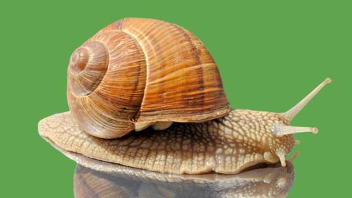 Wieso können manche Tiere die Wände hochgehen? | Rechte: WDR Anke klebt an der Decke · Bobo Siebenschläfer im Park· Elefant und Hase machen ein Picknick · Schnecken, Fliegen, Geckos und Frösche laufen an Glas hoch · Lied „Ein Hut, ein Stock, ein Damenunterrock“