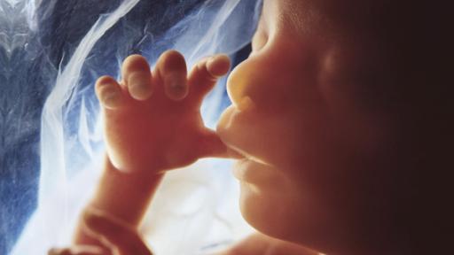 Wie wächst ein Baby im Bauch? | Rechte: WDR Wie wächst ein Baby im Bauch?