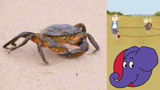 Wieso laufen Krabben seitwärts? | Rechte: WDR Carlie und Lola bauen eine Sandburg · Trampolin in Zeitlupe · Eine Strandkrabbe · Elefant, Hase und die Spuren im Sand · Anke jongliert · Elefant, Hase und der Sprung ins Wasser