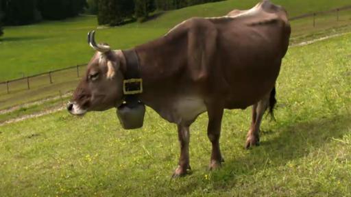 Sachgeschichte: Lenas Sommer auf der Alpe Folge 2 | Rechte: wdr Kuh auf Wiese in den Bergen