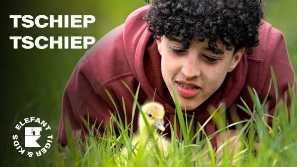 Samuel liegt im Gras und guckt ein Küken an, das vor ihm im Gras ist. Links oben steht in Großbuchstaben: Tschiep, Tschiep. Links unten ist das Logo von Elefant, Tiger & Kids.