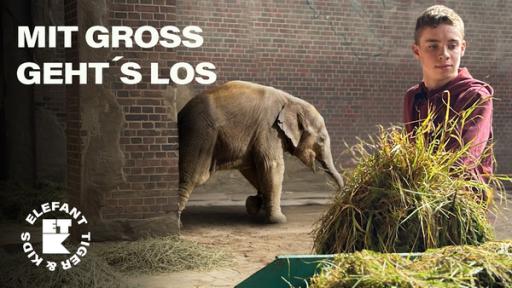 Elefant Tiger und Kids - Staffel 2 (Folge 1) | Rechte: MDR/Cineimpuls Leipzig Mit groß geht's los