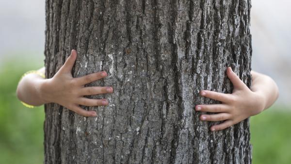 Kind umarmt einen Baum.
