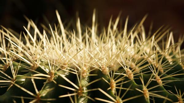 Stacheln eines Kaktus