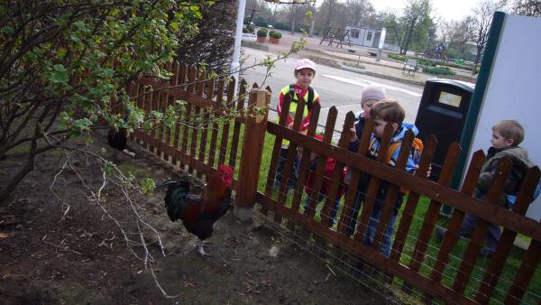 Kinder stehen an einem Zaun und beobachten einen Hahn.