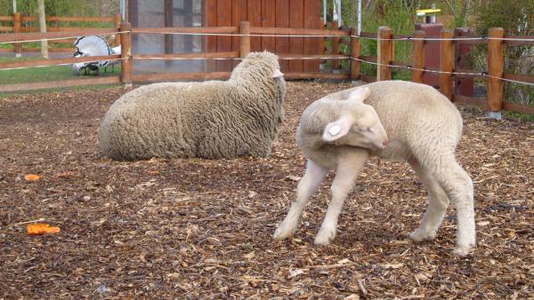 Ein Schaf mit seinem Lamm im Zoo/Wildgehege