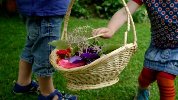 Kindern sammeln in einem Körbchen Blumen, Gräser und Blätter. 