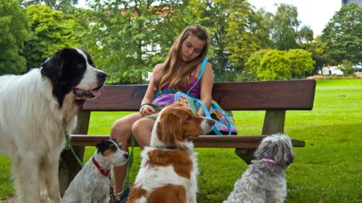 Ally mit vielen Hunden im Park