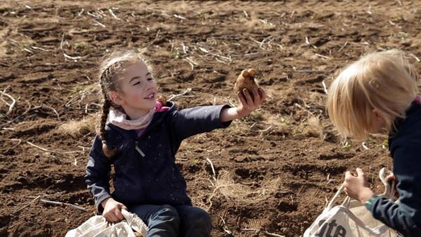 Kinder beim Kartoffeln ernten.