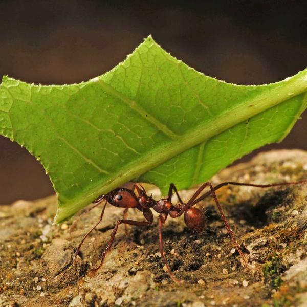 Eine Ameise trägt ein Blattstück.