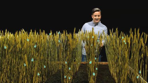 Rechte: KiKA Gifte in der Landwirtschaft helfen gegen schädliche Insekten und Krankheiten. Aber helfen sie auch unserer Gesundheit? Felix geht dieser Frage nach.