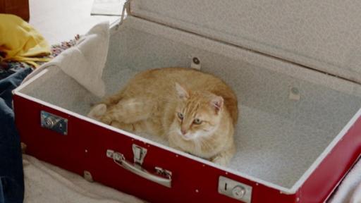 Bild zu: Herr Schnurrs magischer Koffer | Rechte: Saarländischer Rundfunk Foto: Katze in einem Koffer