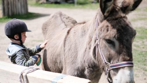 Rechte: ZDF/Studio.TV.Film GmbH Franz darf zum ersten Mal auf einem Esel reiten. Doch bevor es los geht, müssen sich die beiden erst mal kennenlernen.