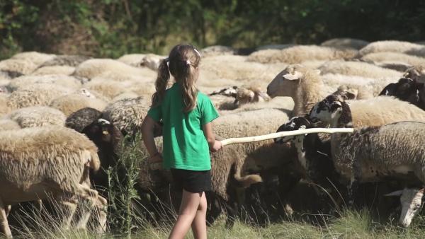 Die Schafe haben Hunger. Zusammen mit dem Hütehund treibt Ingrid (6 Jahre) die Herde auf eine neue Weide. Ein besonderes Auge hat sie auf ihr Lieblingsschaf Kokolina.