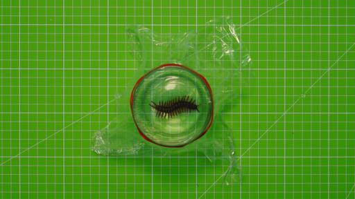 Glas mit einem Plastikinsekt und darüber straff gespannter Klarsichtfolie.