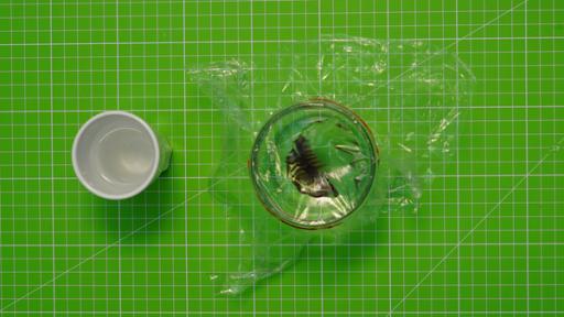 Rechte: KiKA Glas mit einem Plastikinsekt. Auf der straff gespannten Klarsichtfolie befindet sich etwas Wasser.