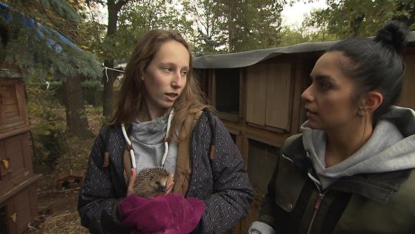 Jess schaut sich an, wie Igel in einer Wildtierstation gepflegt werden.