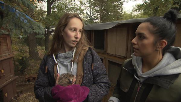 Jess schaut sich an, wie Igel in einer Wildtierstation gepflegt werden.