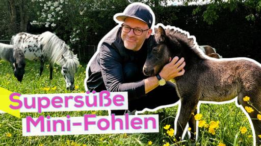 Rechte: KiKA/Andrea Thoben Ben hockt auf einer Wiese eng neben einem Mini-Fohlen und lächelt in die Kamera. Im Hintergrund zwei Pferde und eine Hecke. Unten die Aufschrift Supersüße Mini-Fohlen.