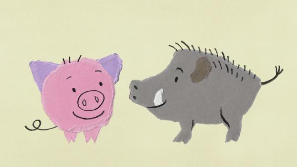 Ein rosafarbenes Schwein und ein grauer Eber schauen sich an. 