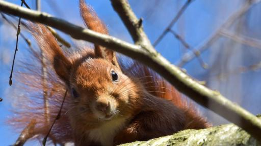 Eichhörnchen | Rechte: ZDF Ein Eichhörnchen schaut frech zwischen Ästen hervor.