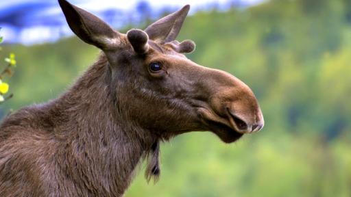 Elch Vorschaubild | Rechte: imago Ein Elch steht auf der Wiese