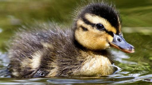 Ente Vorschaubild | Rechte: imago Eine junge Ente schwimmt auf einem See