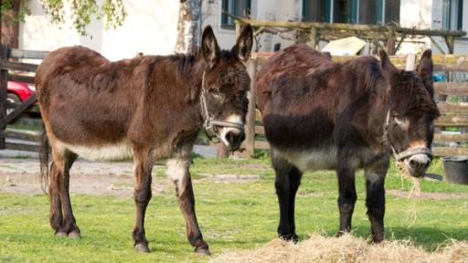 Esel | Rechte: ZDF Zwei Esel fressen Stroh und stehen auf einer grünen Wiese.