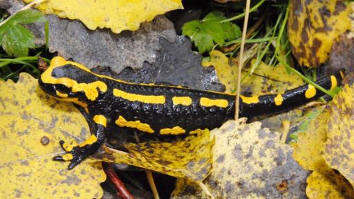 Feuersalamander