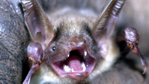 Fledermaus | Rechte: ZDF Nahaufnahme einer "schreienenden" Fledermaus.