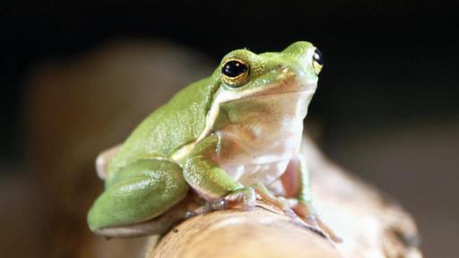 Frosch | Rechte: ZDF Frosch auf einem Ast