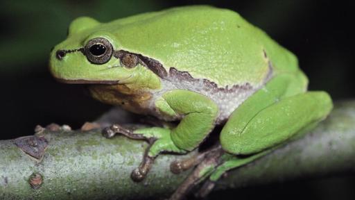 Frosch | Rechte: ZDF Frosch sitz auf einem Ast