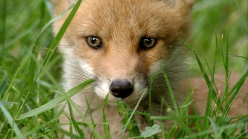 Fuchs | Rechte: ZDF Fuchs