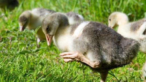 Gänse-Küken laufen durchs Gras