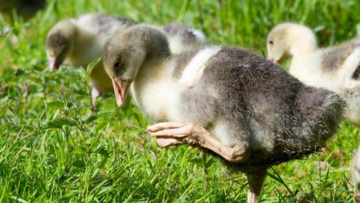 Drei Gänse-Küken laufen durchs Gras. Das hellgraue Küken im Vordergrund steht nur auf einem Bein und hat das andere Bein angewinkelt am Körper.