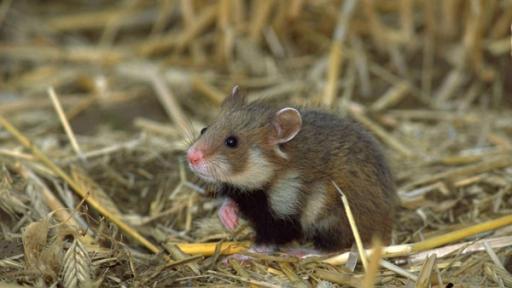 Hamster | Rechte: ZDF Kleiner Hamster steht auf Hinterbeinen im Stroh und schaut aufmerksam zur Seite.