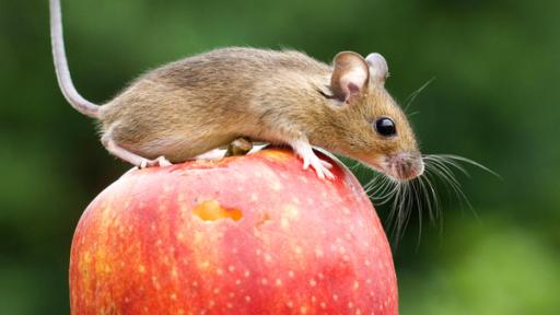 Hausmaus Vorschaubild | Rechte: imago Eine Maus sitzt auf einem Apfel