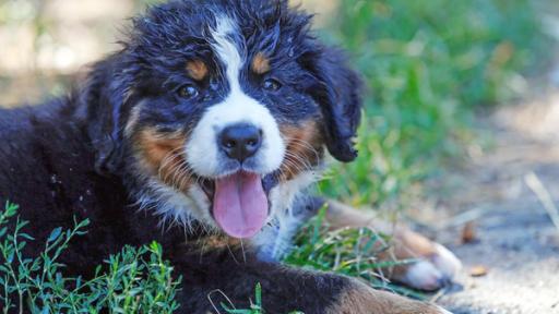 Hund | Rechte: ZDF Hund